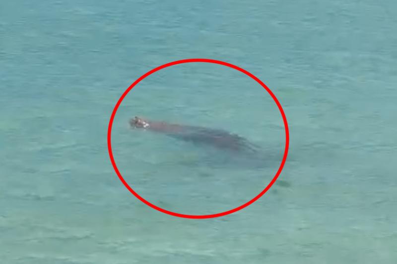 Dugong anh 2