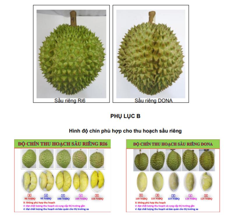 sau rieng Dona,  Ri6 anh 1