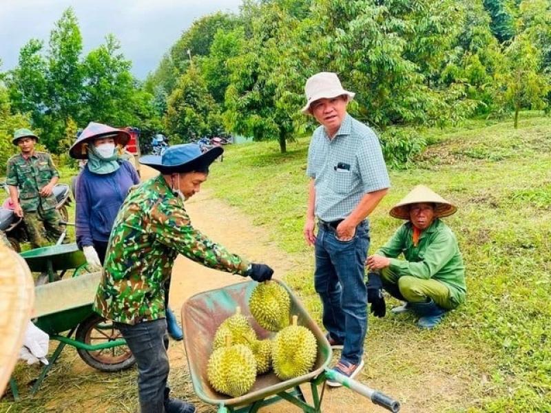 dai gia trong sau rieng anh 1