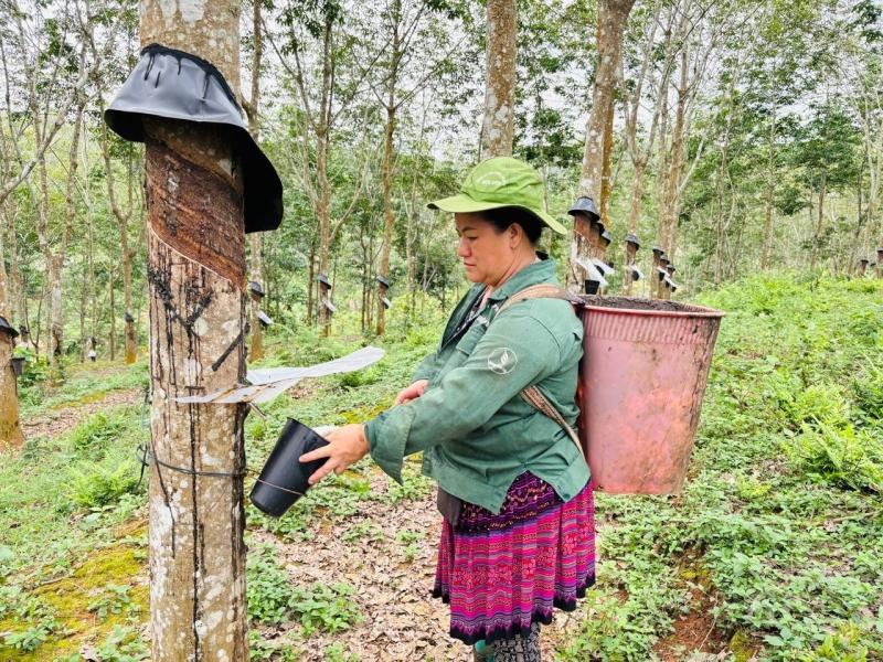 cay cao su anh 3